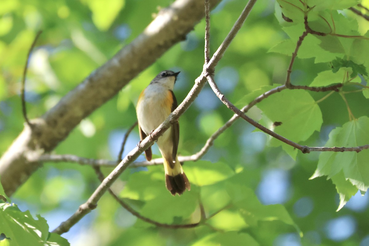 Пісняр горихвістковий - ML620520842