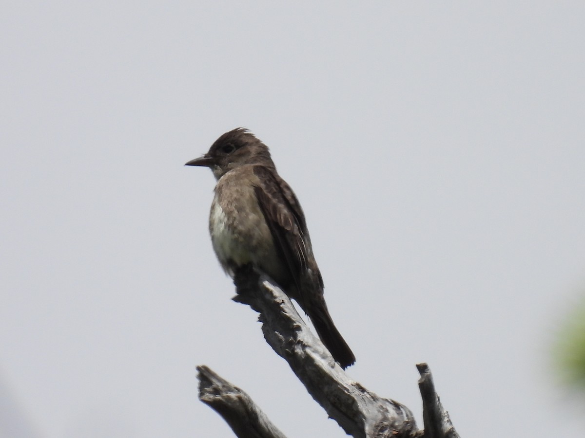 Olive-sided Flycatcher - ML620520847