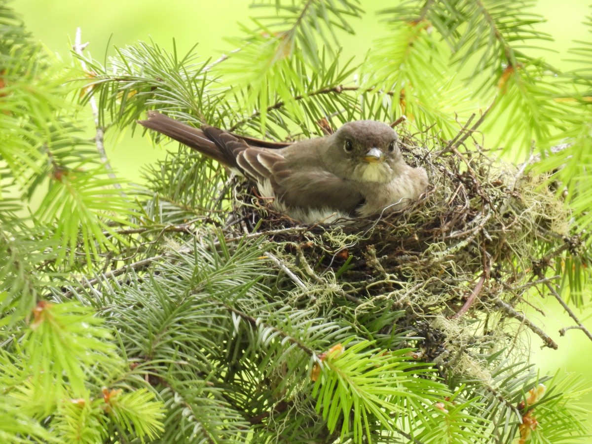 Olive-sided Flycatcher - ML620520849