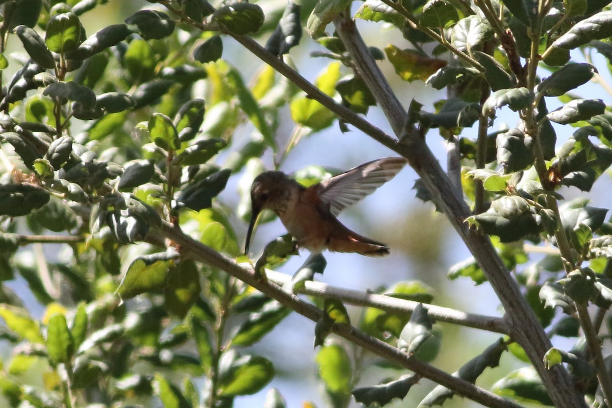 Colibrí de Allen - ML620520850