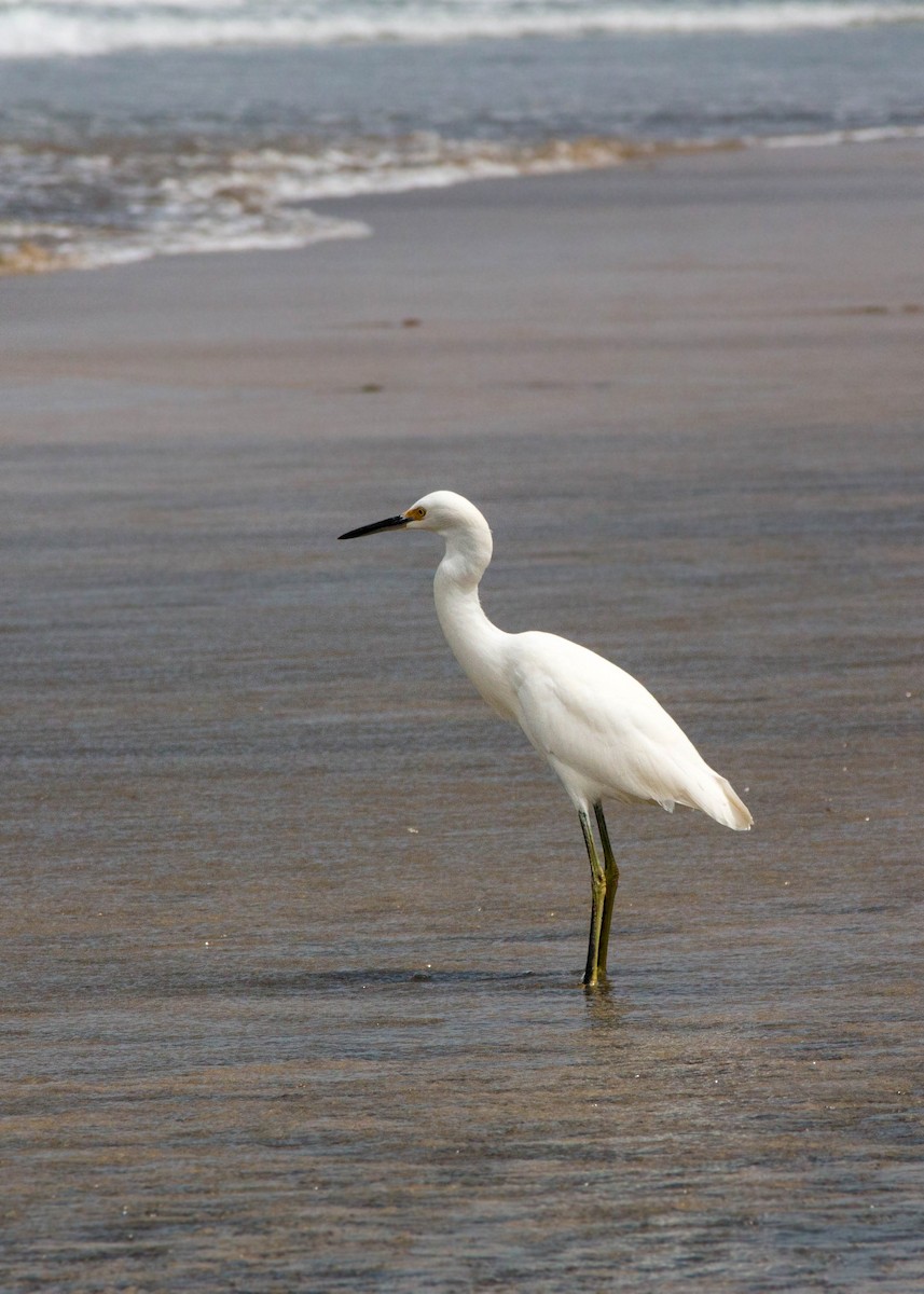 Snowy Egret - ML620520852