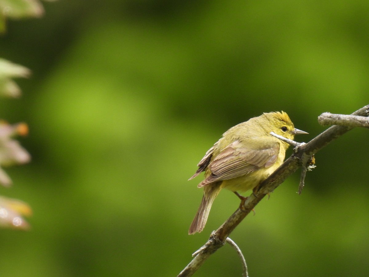 Orange-crowned Warbler - ML620520859