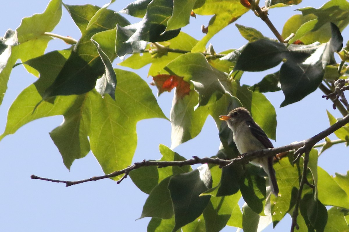 Western Flycatcher - ML620520860