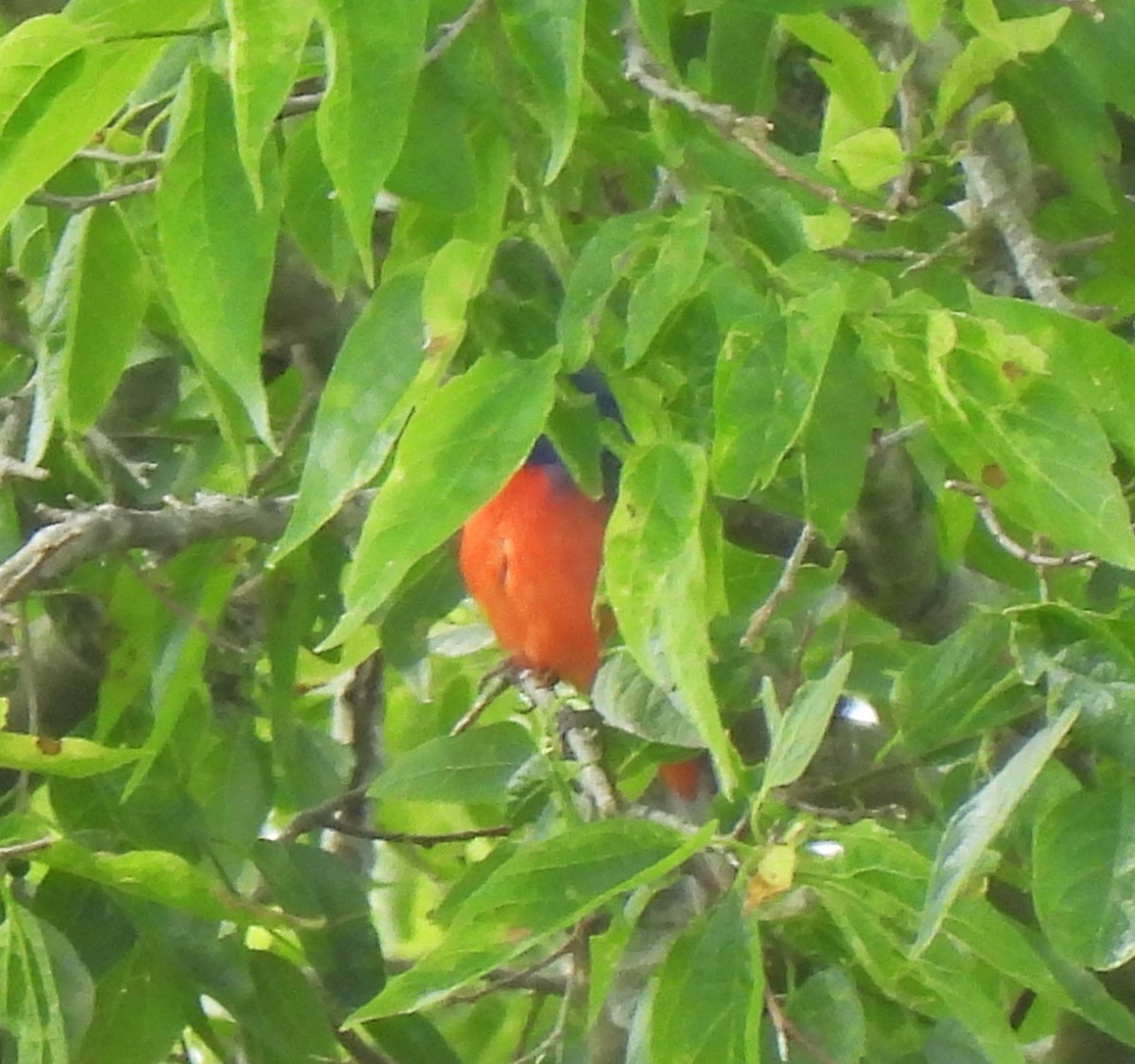 Painted Bunting - ML620520863