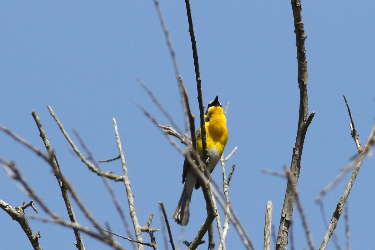Yellow-breasted Chat - ML620520864