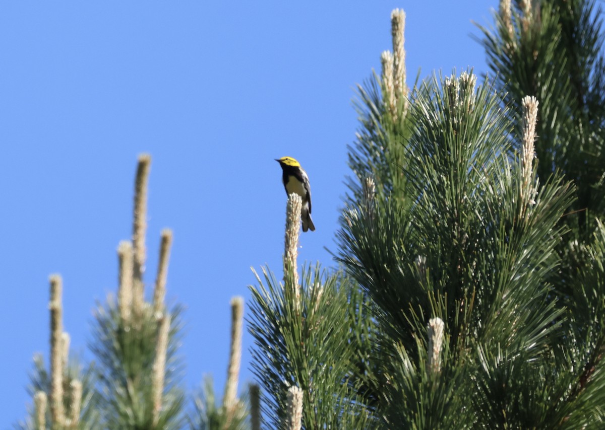 Пісняр-лісовик чорногорлий - ML620520868