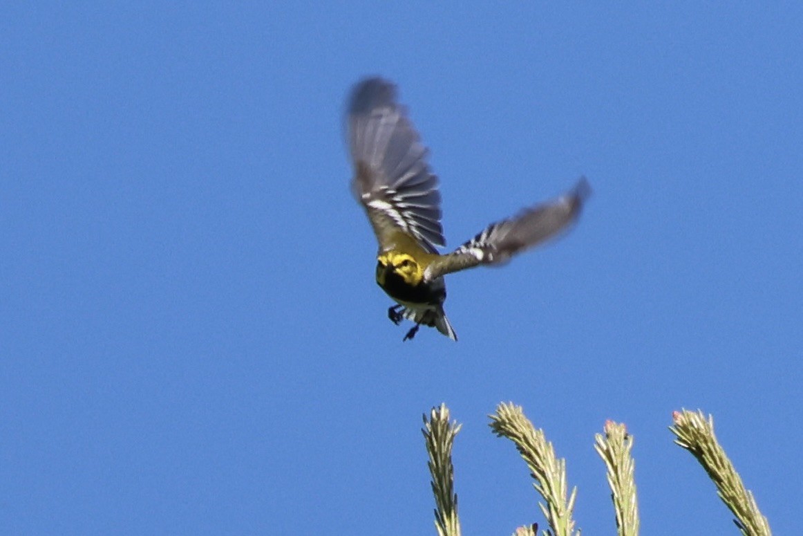 Black-throated Green Warbler - ML620520870