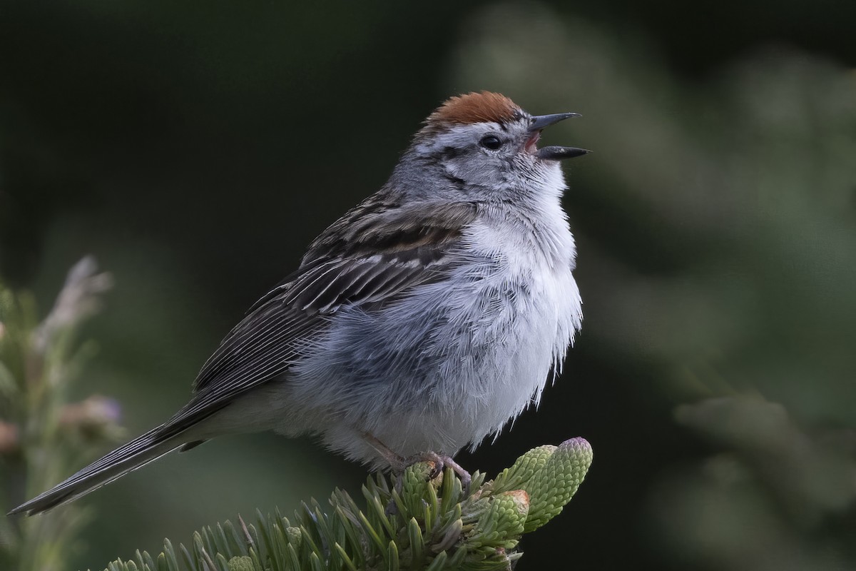 Chipping Sparrow - ML620520872