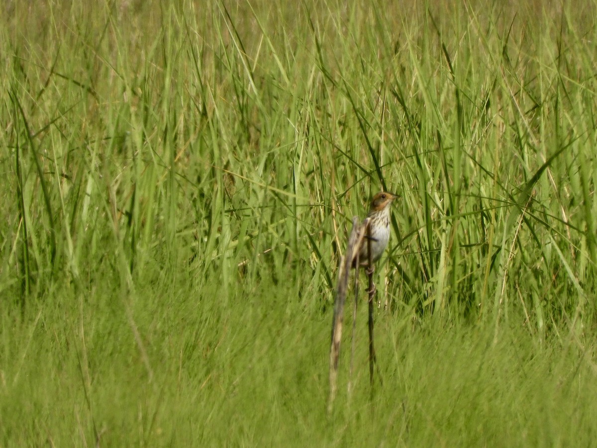 Bruant à queue aiguë - ML620520877