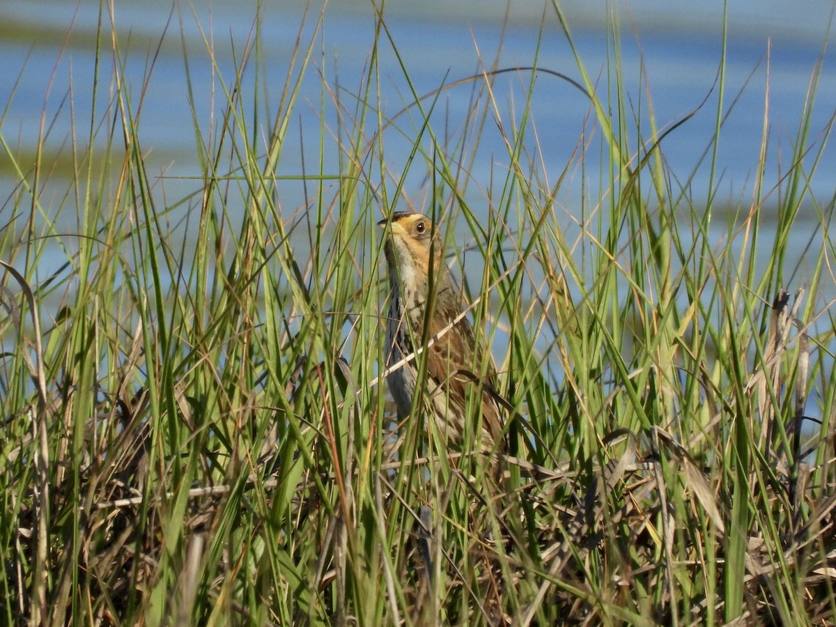 Saltmarsh Sparrow - ML620520878