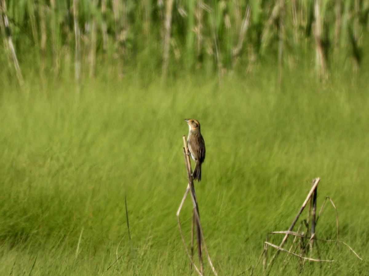 Saltmarsh Sparrow - ML620520879