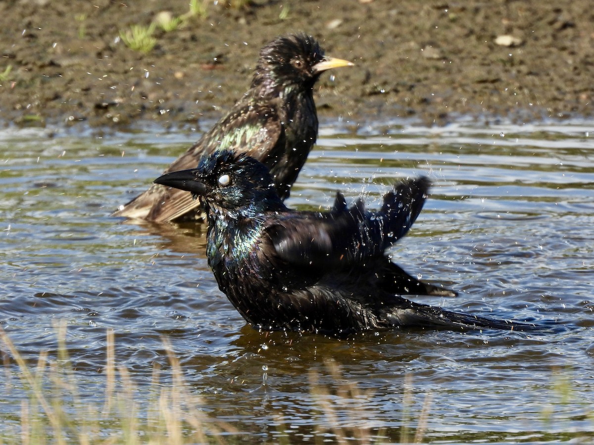 Common Grackle - ML620520882