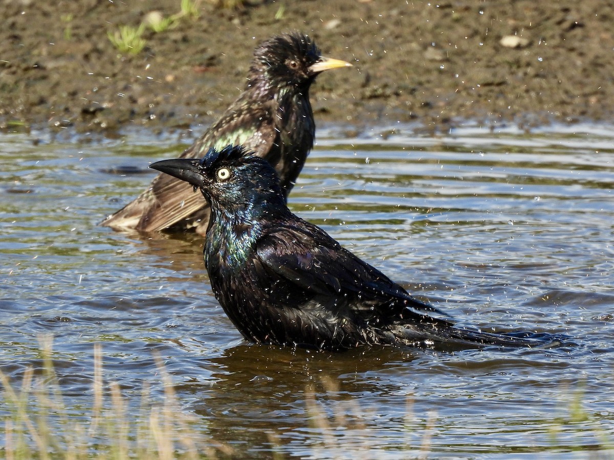 Common Grackle - ML620520883