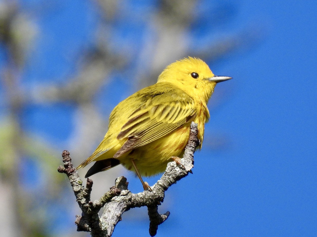 Yellow Warbler - Zihan Wei