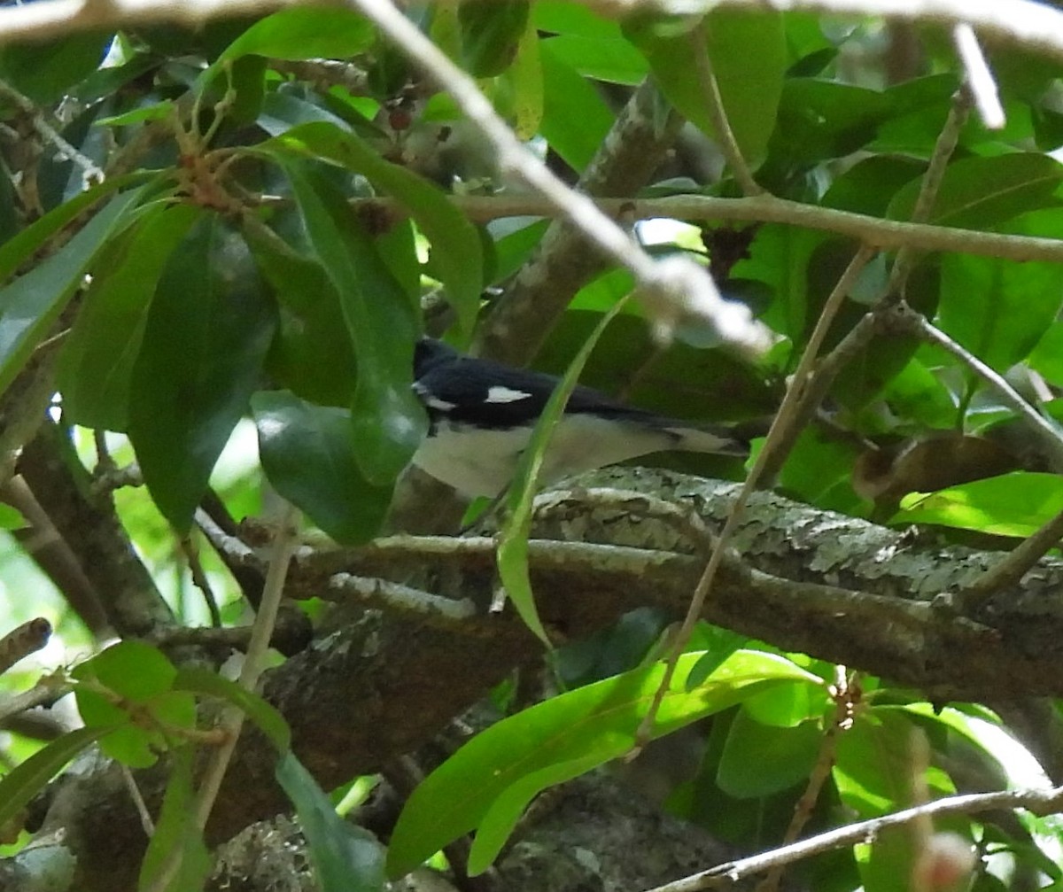 Paruline bleue - ML620520886