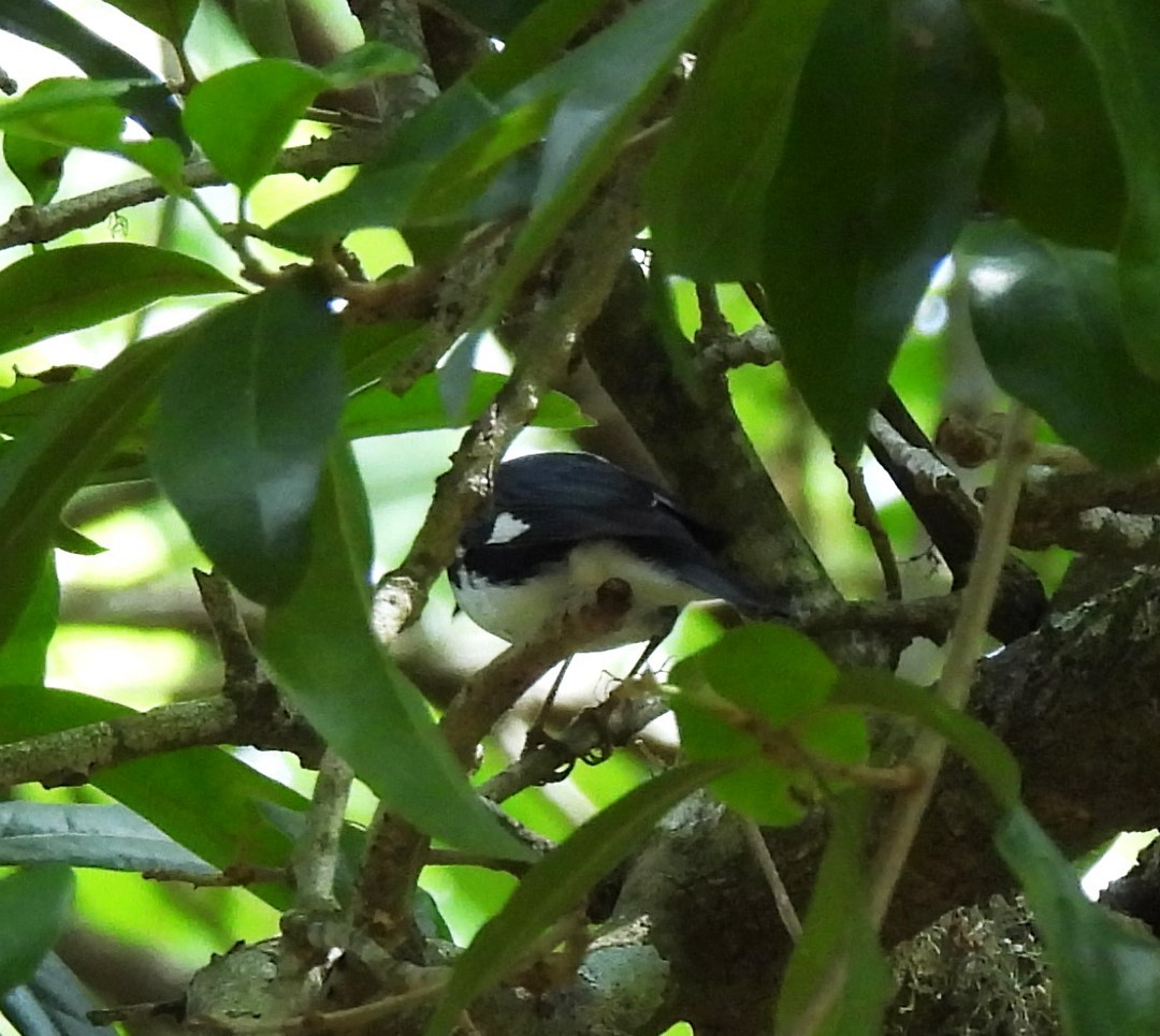 Black-throated Blue Warbler - ML620520887