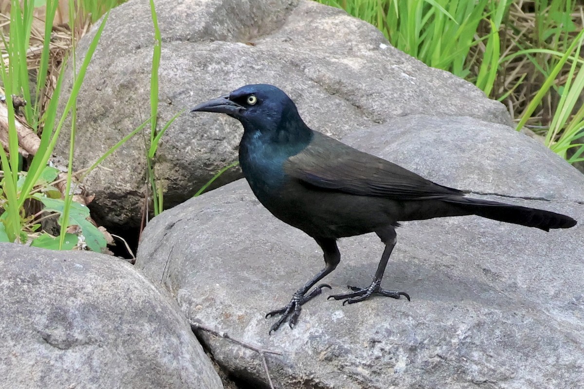 Common Grackle - ML620520888