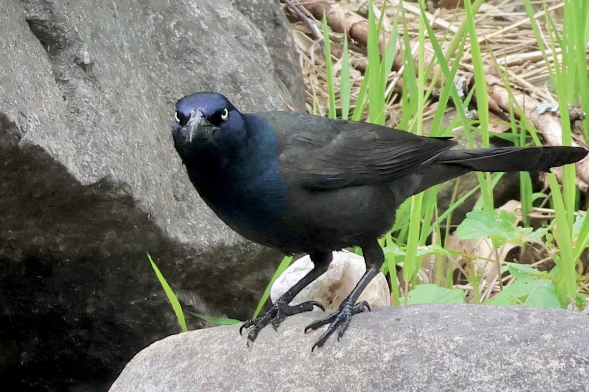 Гракл пурпуровошиїй - ML620520889