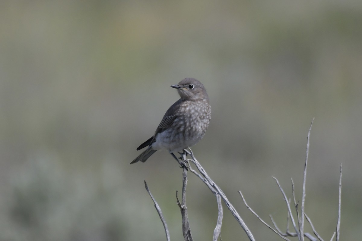 Mountain Bluebird - ML620520893