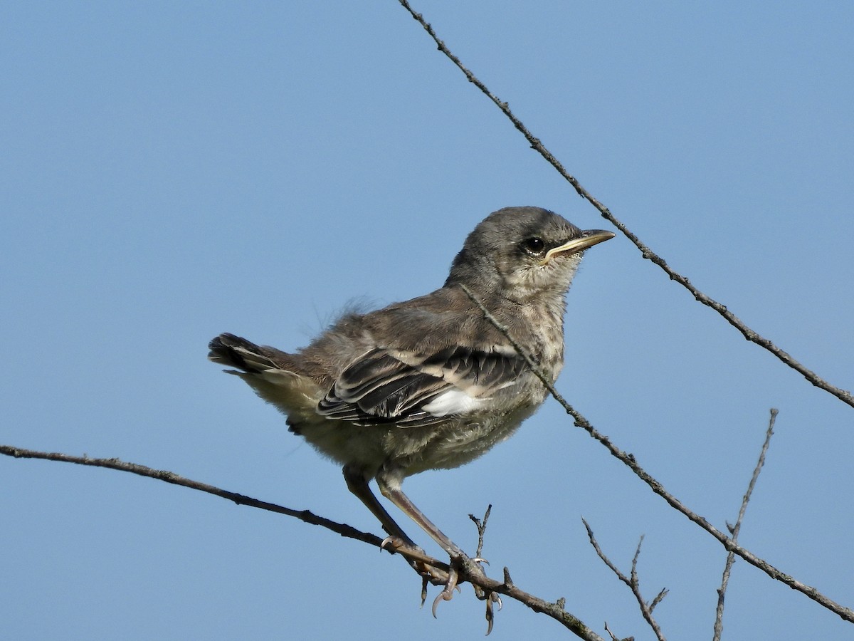 Northern Mockingbird - ML620520894