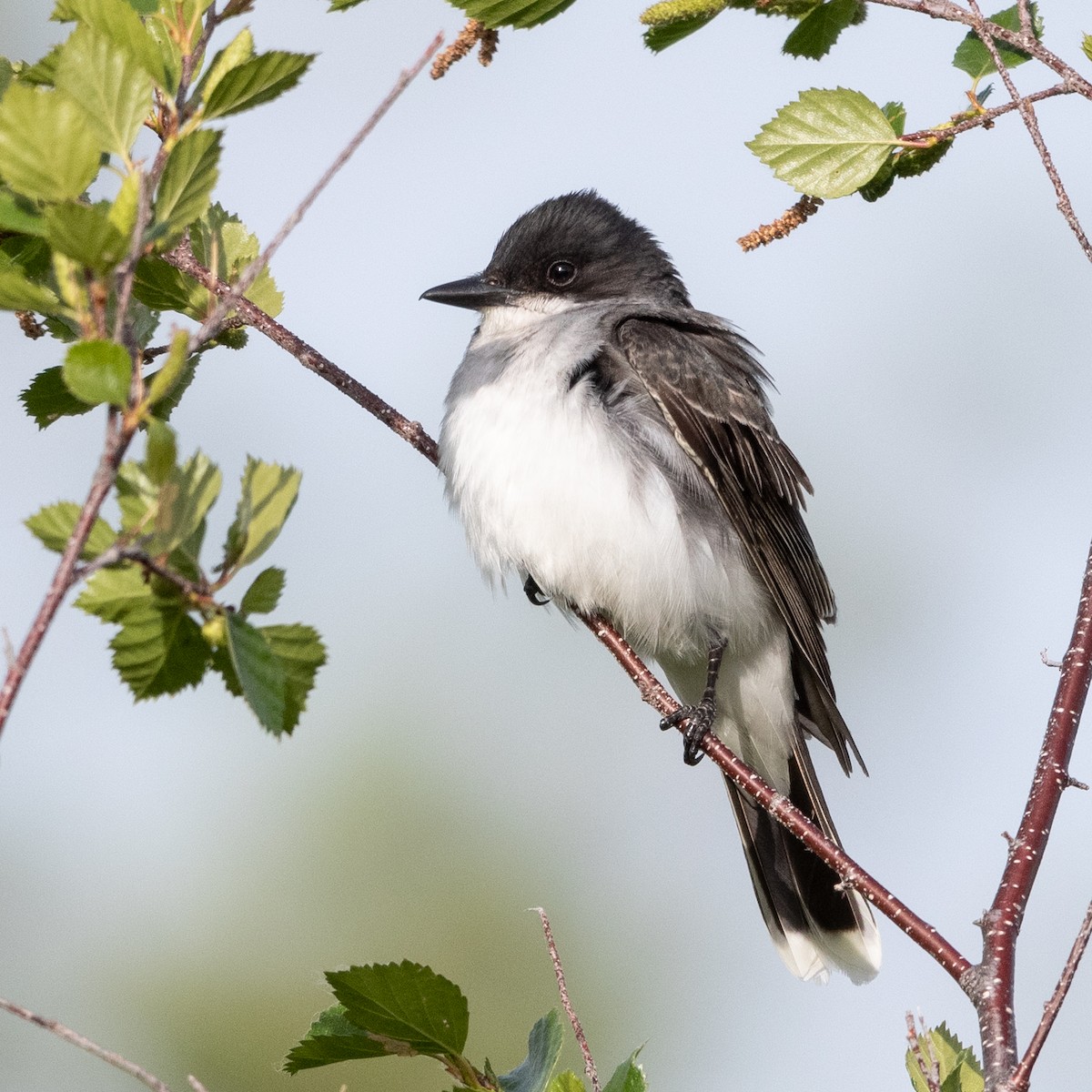 Eastern Kingbird - ML620520896