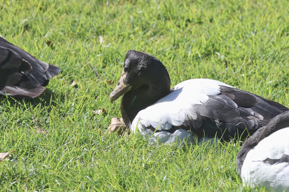 Magpie Goose - ML620520898