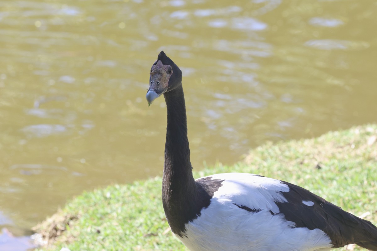 Magpie Goose - ML620520900