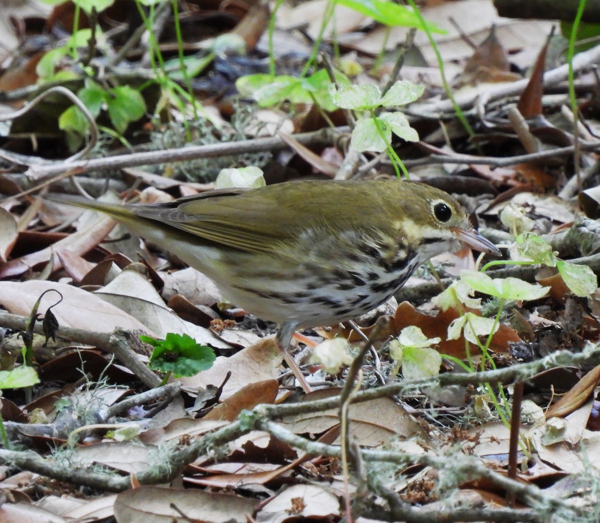 Ovenbird - ML620520901