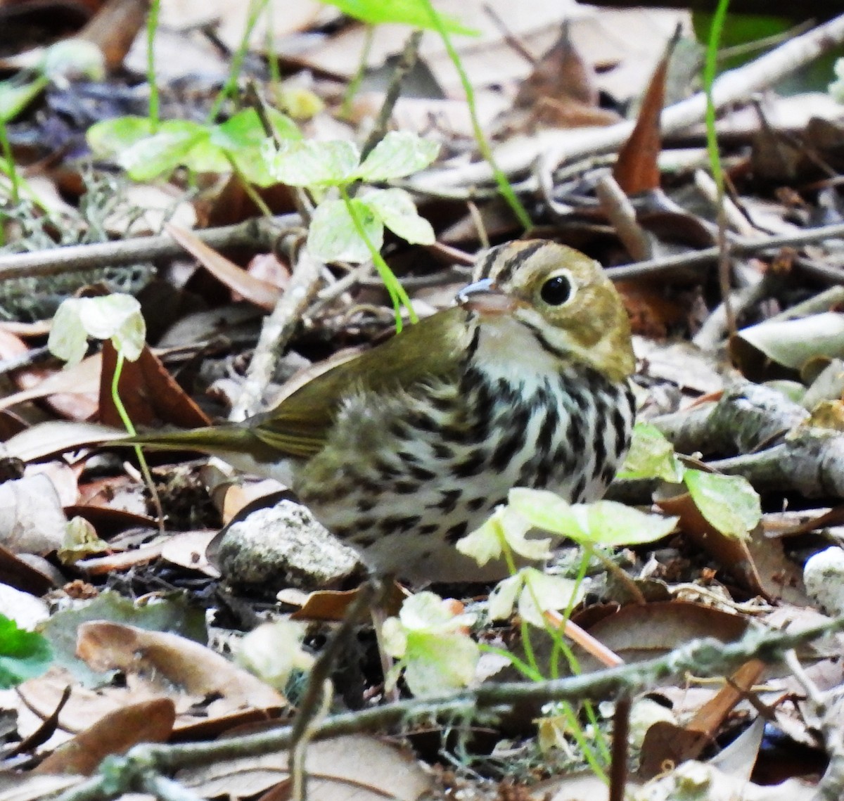 Ovenbird - ML620520902