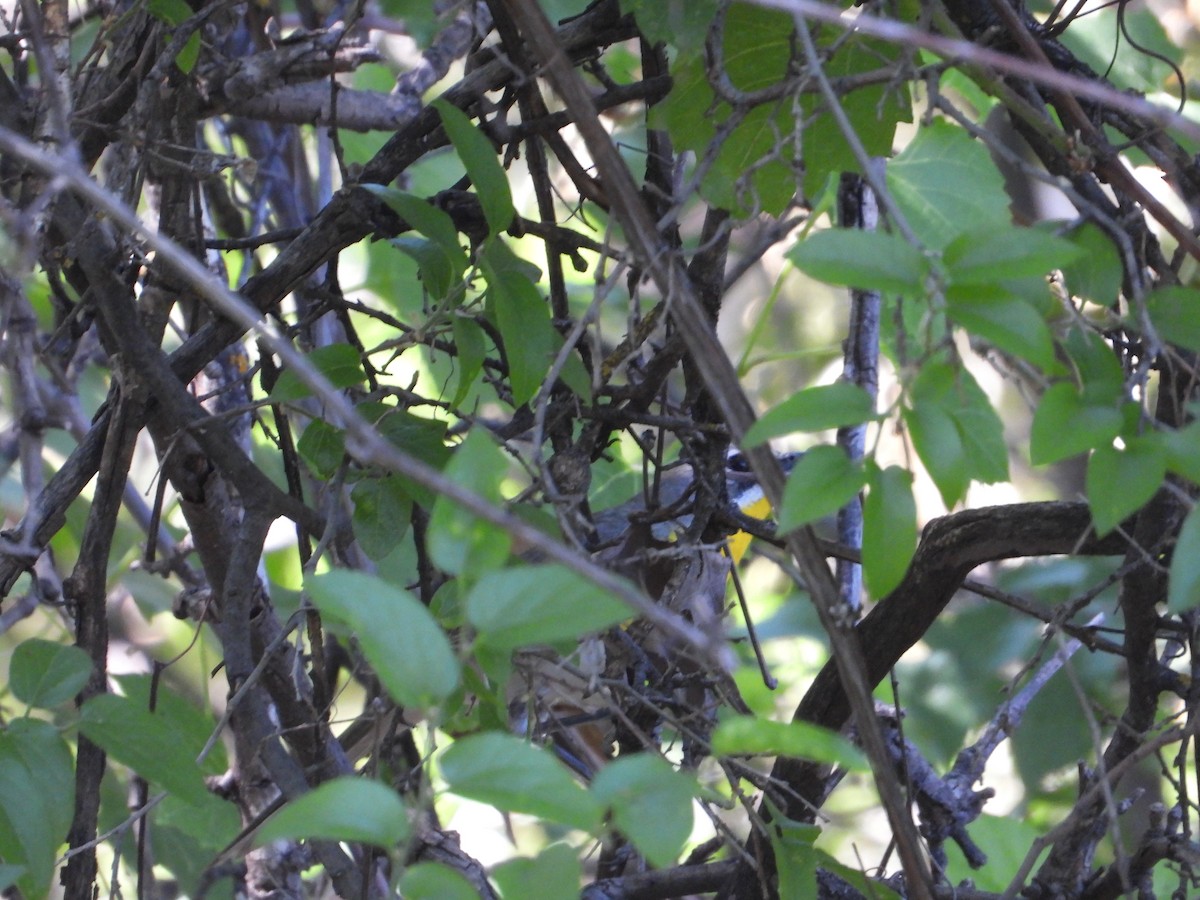 lesníček žlutoprsý (ssp. auricollis) - ML620520903
