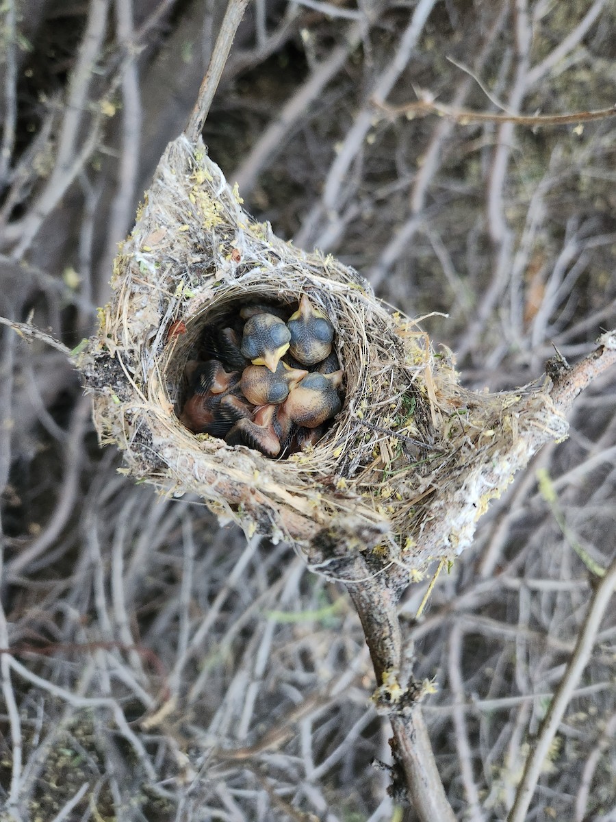 Vireo de Bell - ML620520904