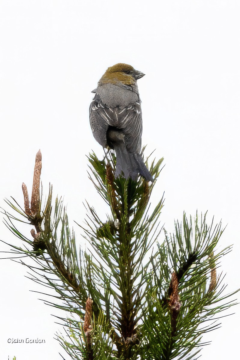 Pine Grosbeak - John Gordon