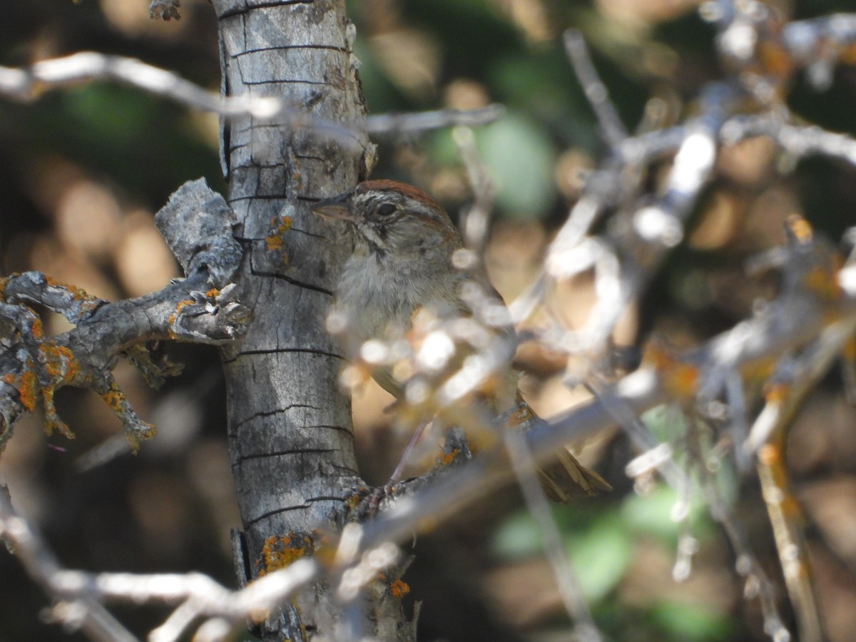 Rufous-crowned Sparrow - ML620520921