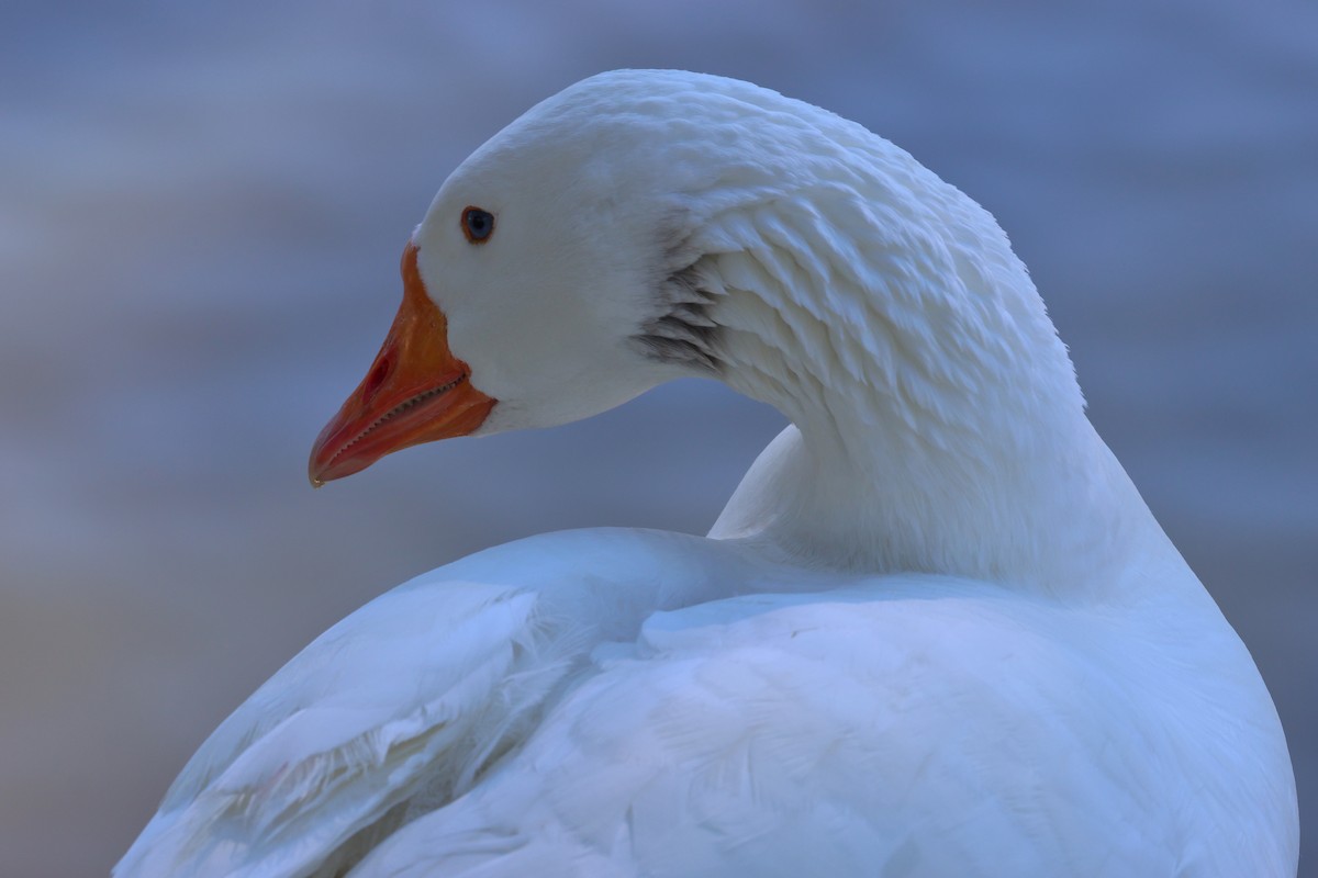 Domestic goose sp. (Domestic type) - ML620520928