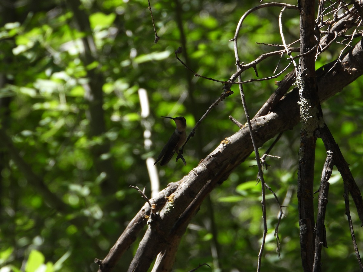 Black-chinned Hummingbird - ML620520929