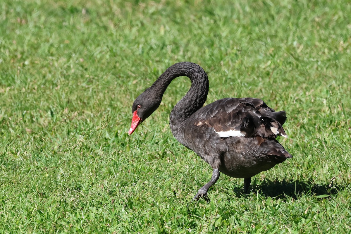 Black Swan - Dennis Devers