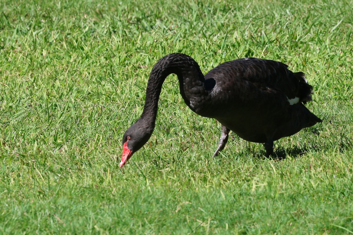 Black Swan - ML620520940