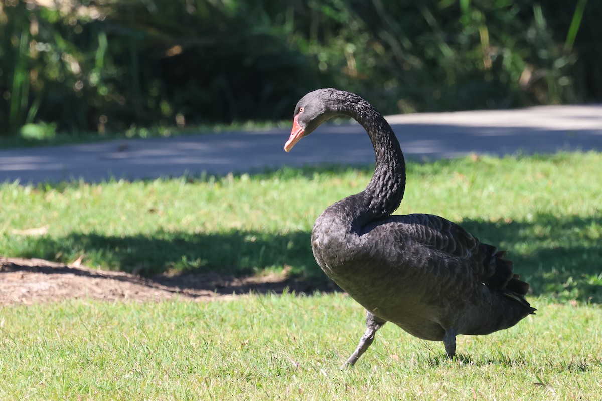 Black Swan - ML620520941