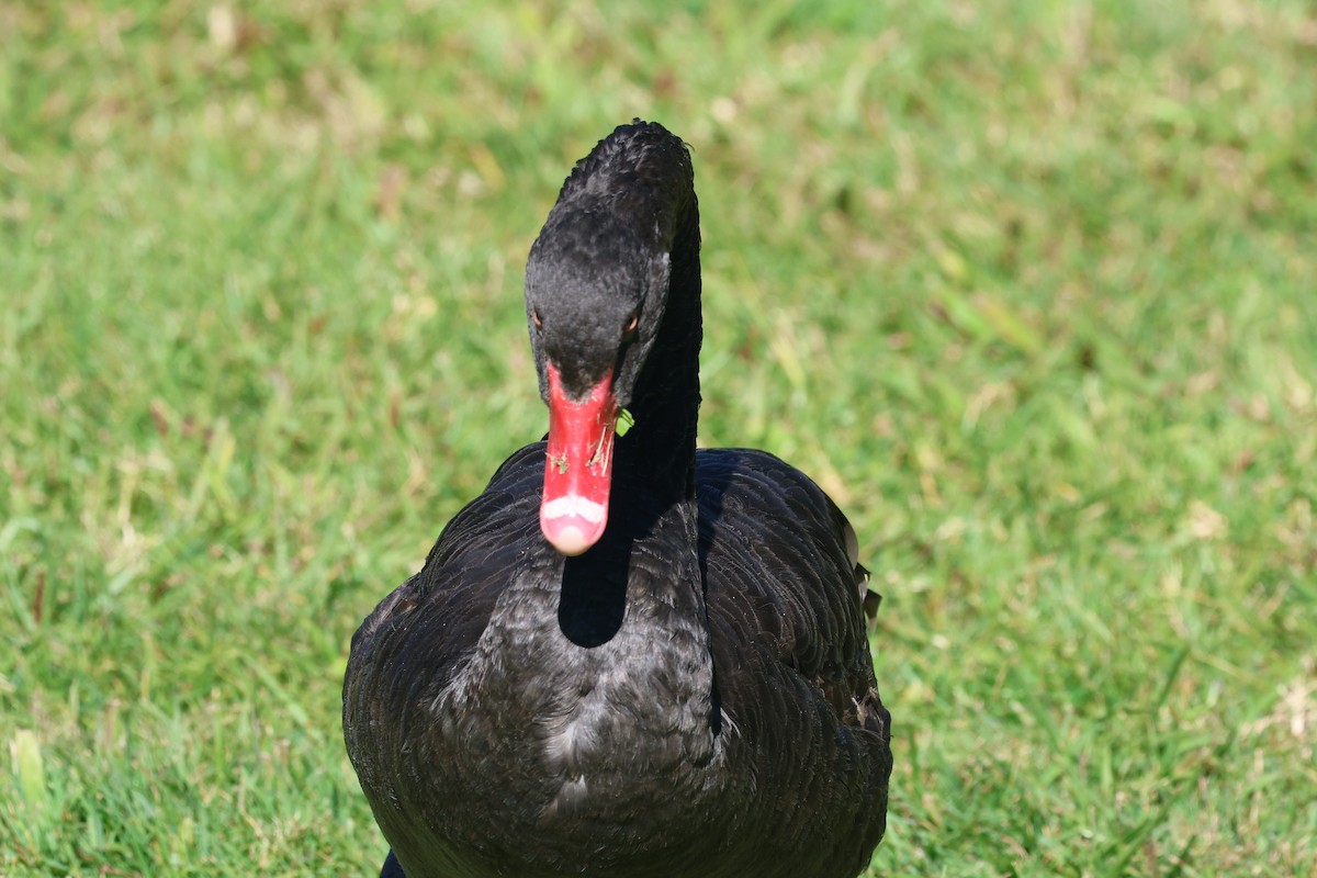 Black Swan - ML620520942