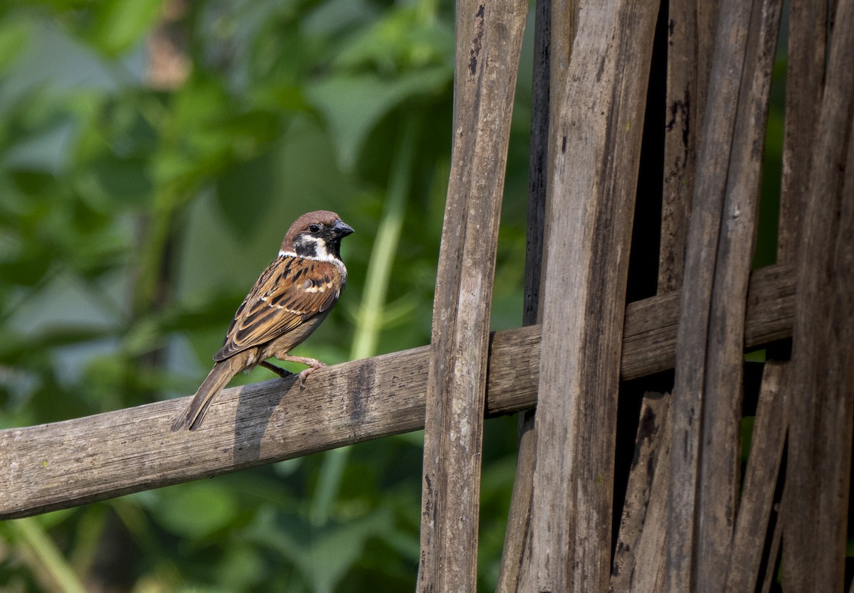 Eurasian Tree Sparrow - ML620520944