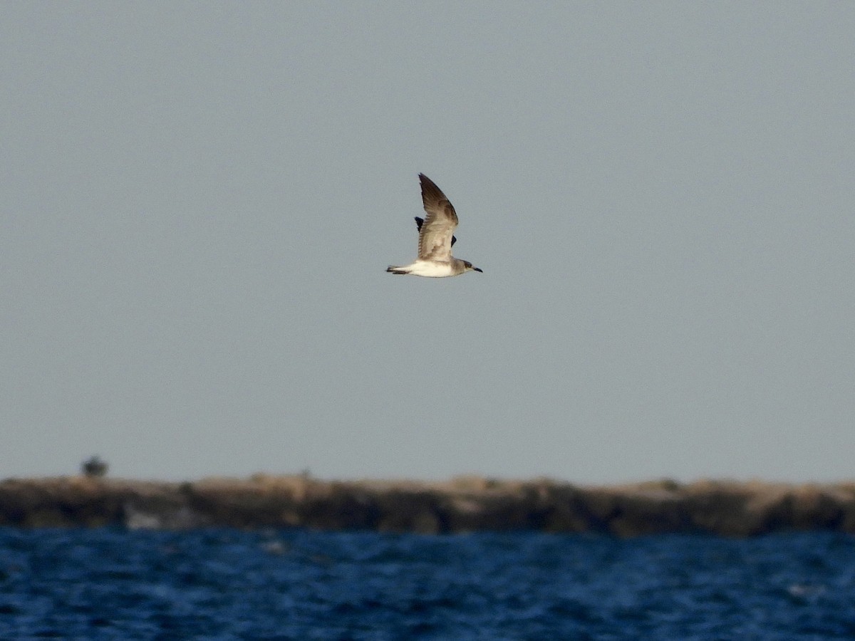 Gaviota Guanaguanare - ML620520949