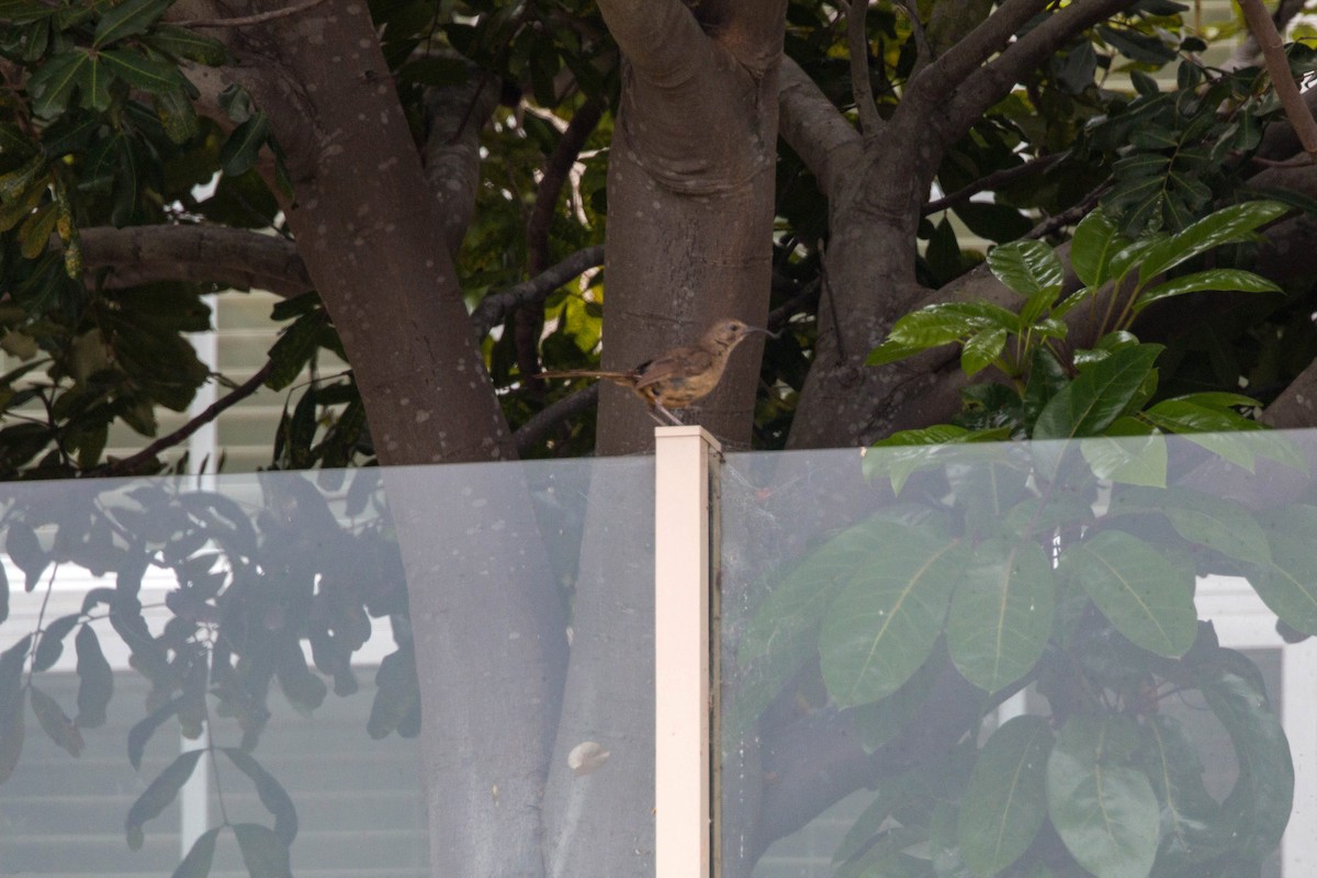 California Thrasher - ML620520951