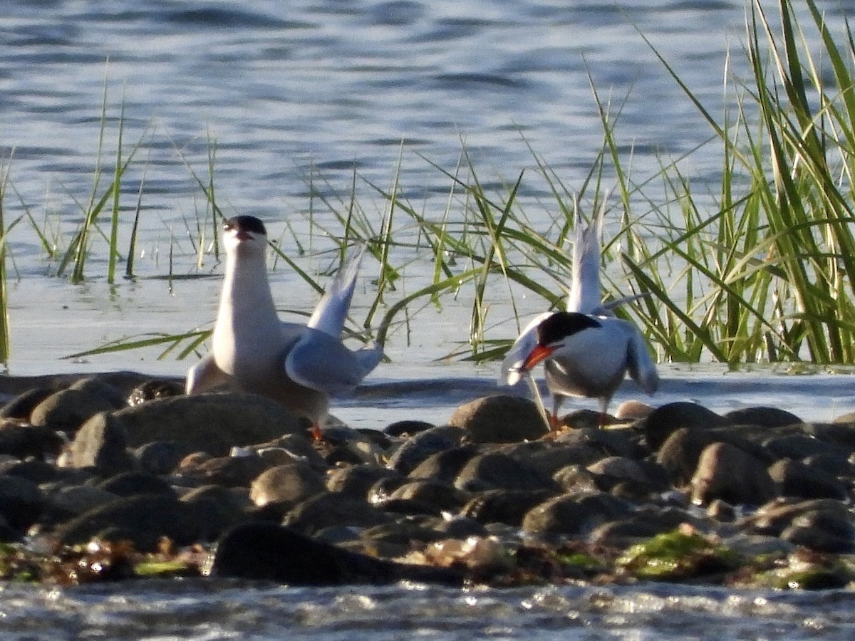 Common Tern - Zihan Wei