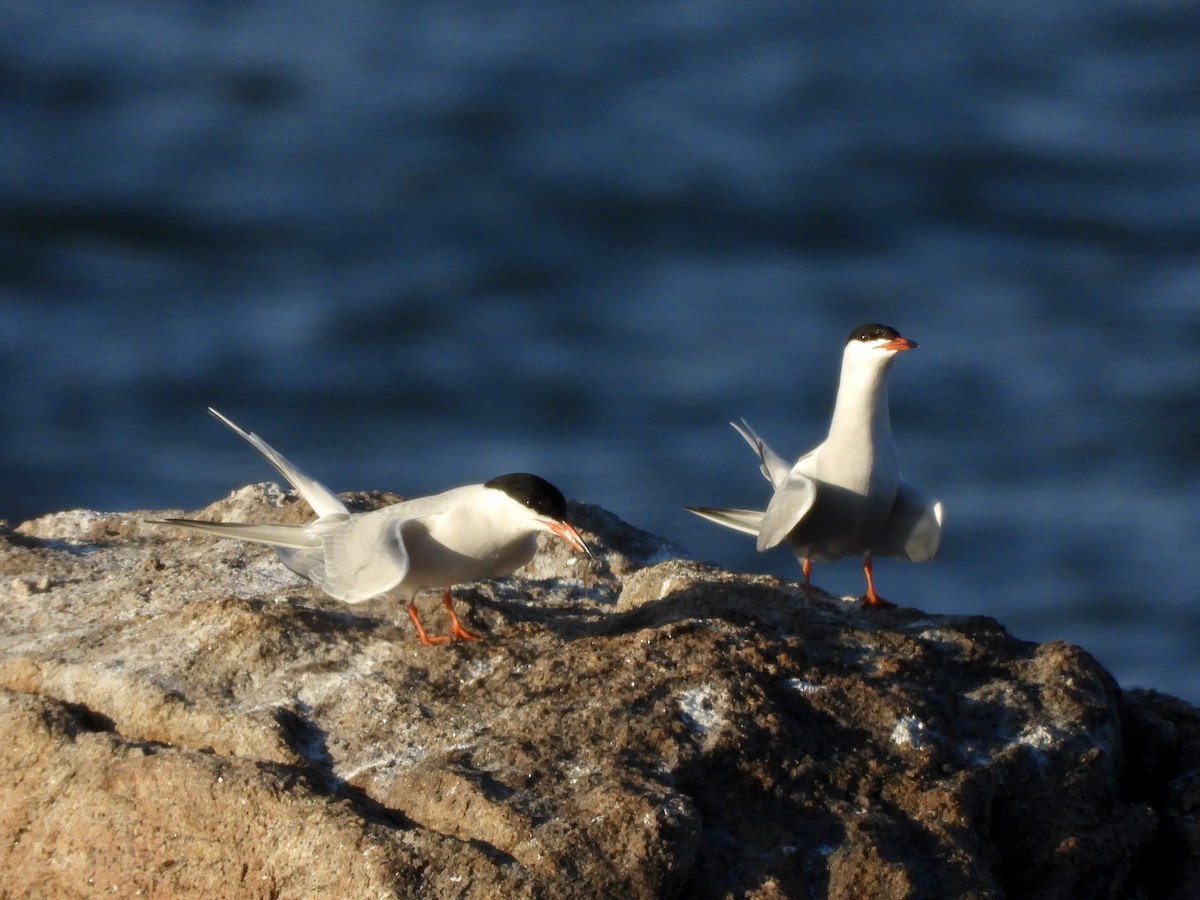 Common Tern - ML620520953