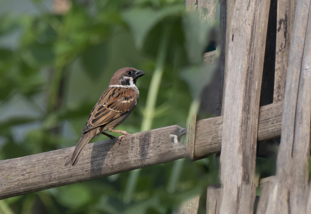 Eurasian Tree Sparrow - ML620520954
