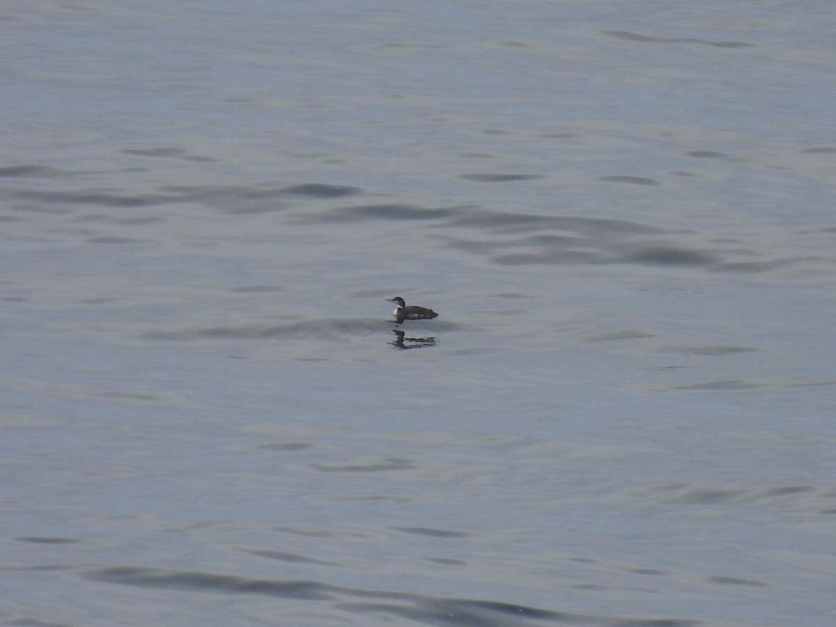 Common Loon - ML620520958