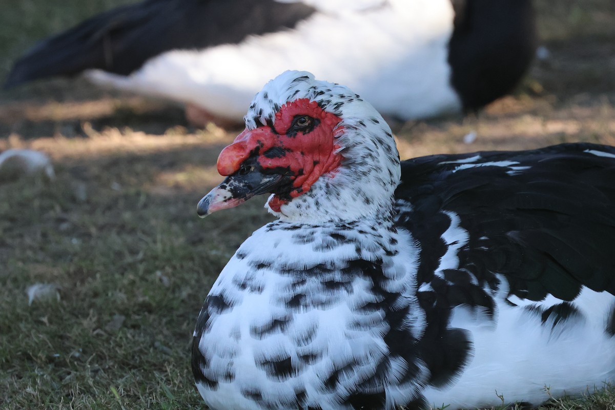 Muscovy Duck (Domestic type) - ML620520959