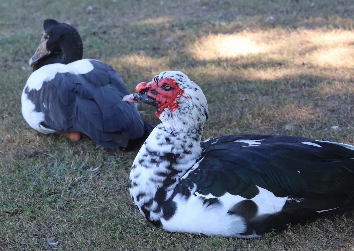 Muscovy Duck (Domestic type) - ML620520960