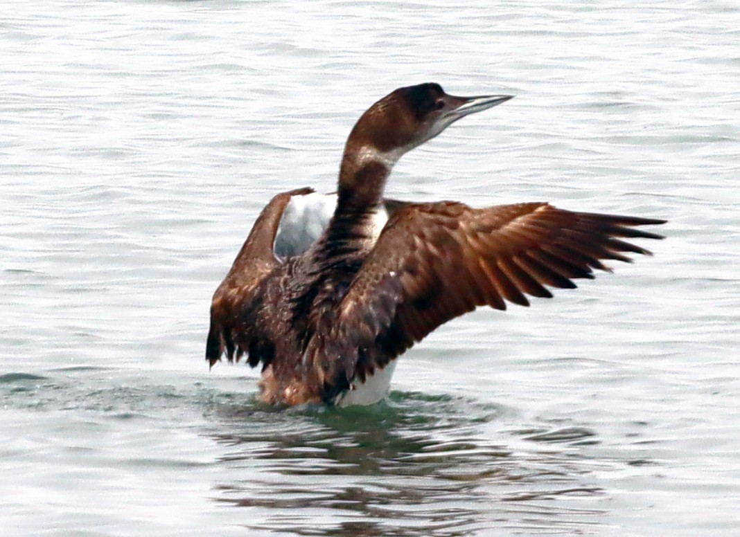 Common Loon - ML620520961