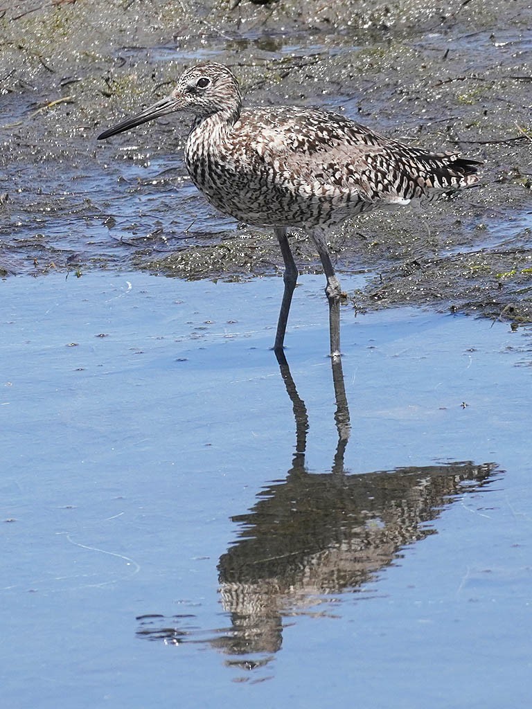 Willet - ML620520982